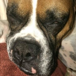 Meet your Posher, Gilbert